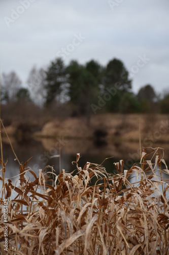 reeds on the bank of lake