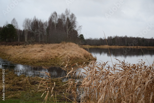reeds in the lake