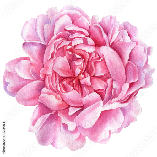 Flower isolated on white background  watercolor botanical illustration  pink Peony
