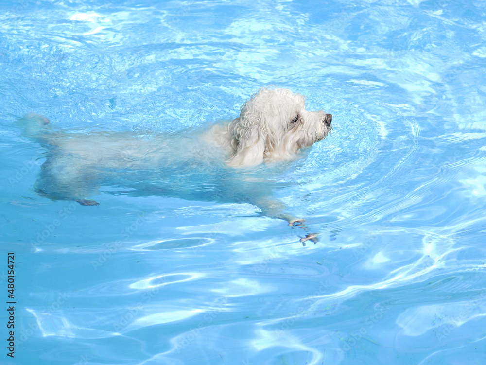 dog in pool