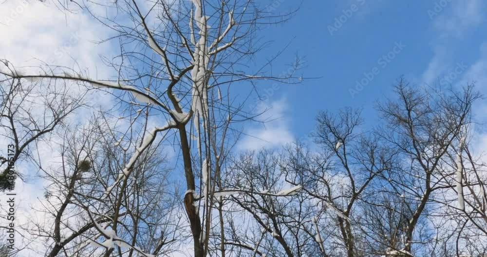 Looking up on trees branches in winter season over blue sky with clouds. Looking up on trees branches in winter season over blue sky with clouds.