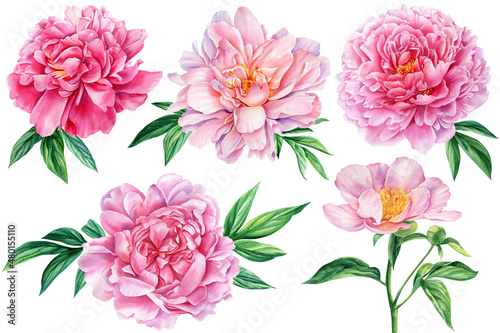 Set Peonies flowers and leaves isolated on white background  floral design elements  watercolor drawing