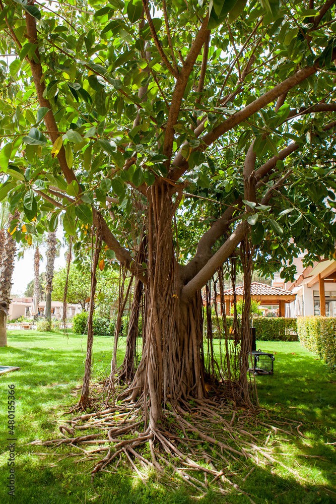 Ficus benghalensis, commonly known as the banyan
