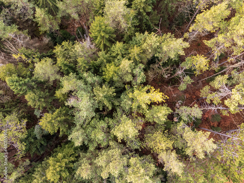 Coniferous Grove Aerial photo