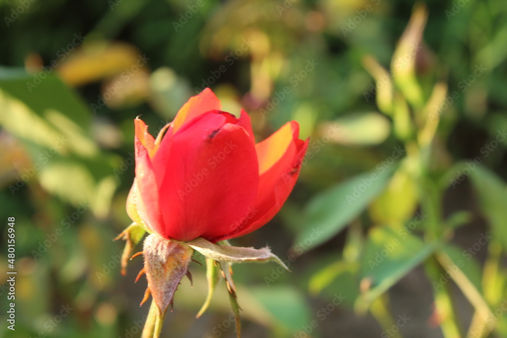 pink bud blooming roses spring summer biology. Cultivation of rose flowers pink bud blooming roses spring summer biology. Cultivation of rose flowers
