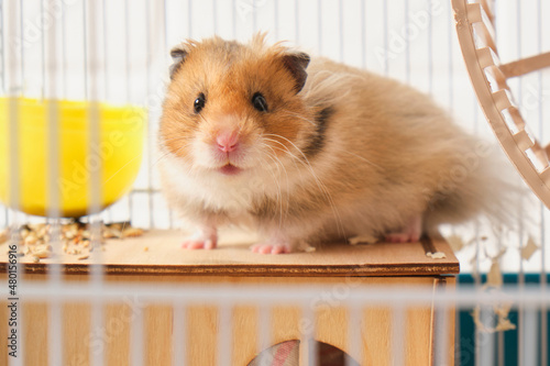 cute fluffy tricolor long haired syrian hamster in a cage
