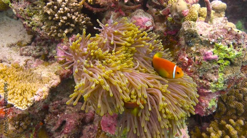 Symbiosis of clown fish and anemones. Fascinating diving off the coast of the Maldives archipelago.