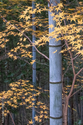 紅葉と竹