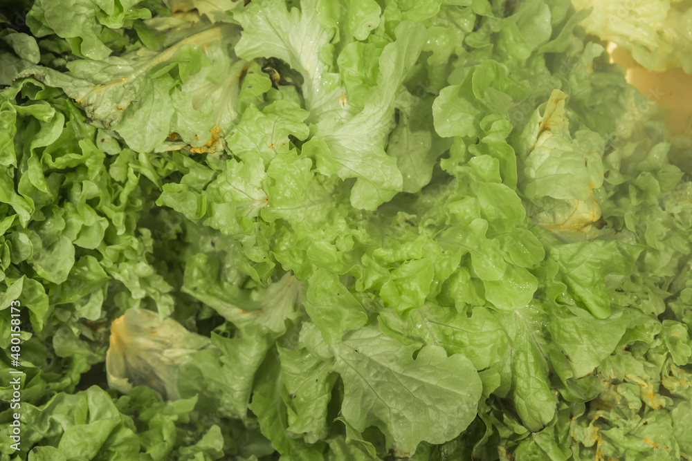 Green fresh salad cabbage vegetables vegetarian leaves background Green fresh salad cabbage vegetables vegetarian leaves background
