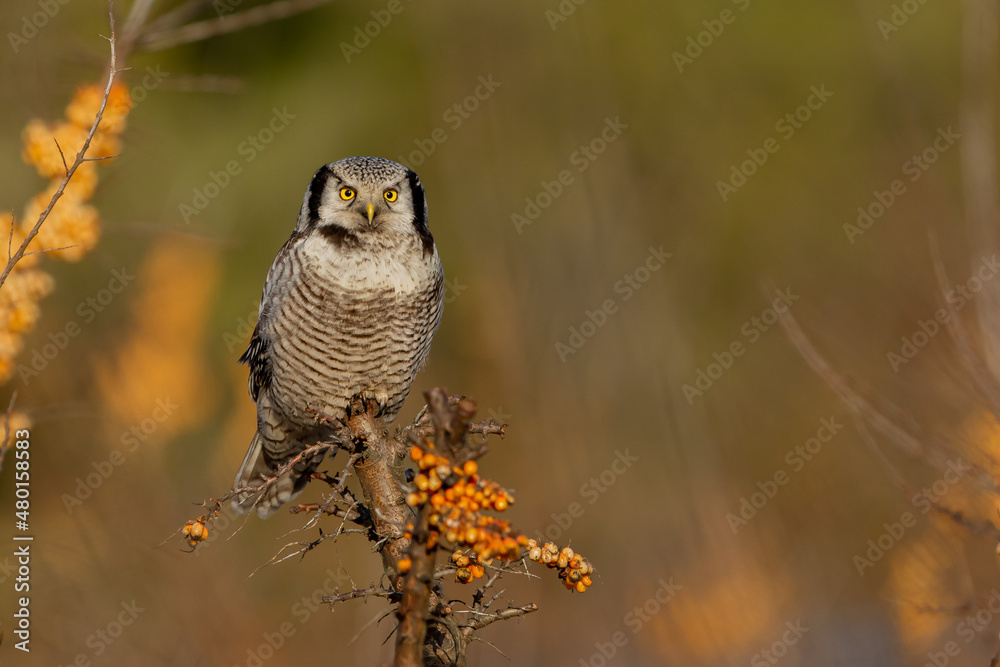 Sowa jarzębata (Northern hawk Owl) Surnia ulula