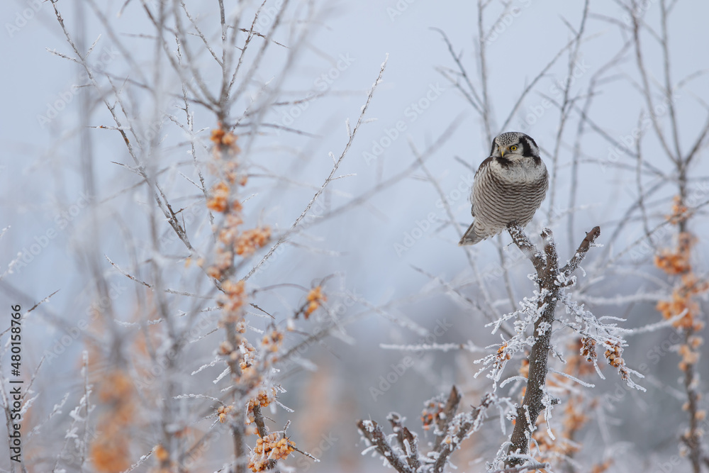 Obraz premium Sowa jarzębata (Northern hawk Owl) Surnia ulula
