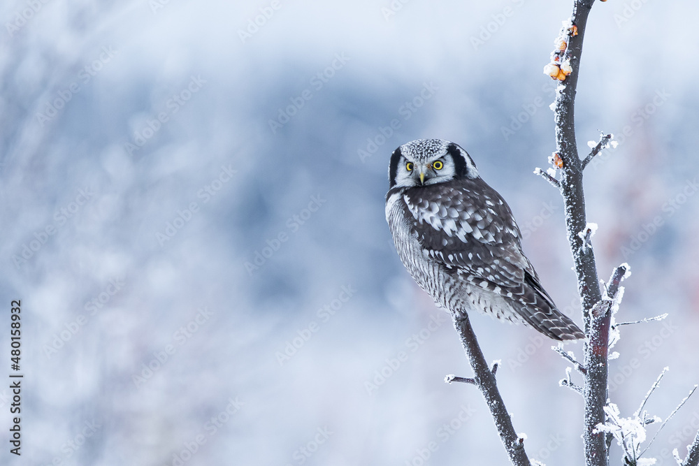 Sowa jarzębata (Northern hawk Owl) Surnia ulula - obrazy, fototapety, plakaty 