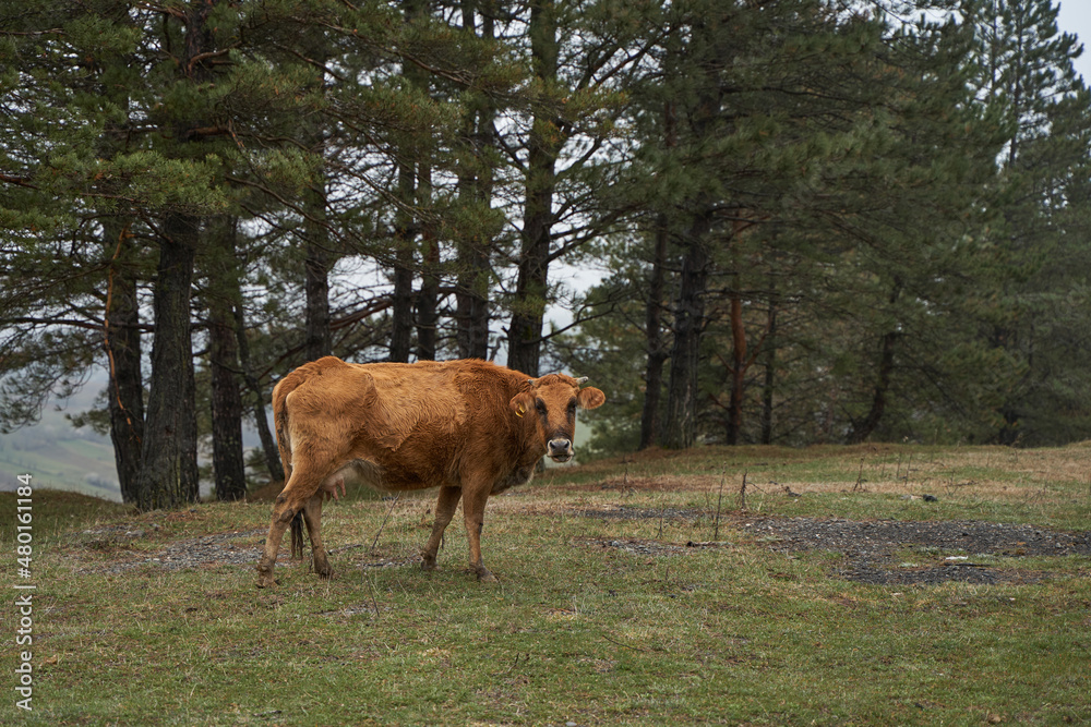 A cow walks on a mountain lawn in heavy fog weather A cow walks on a mountain lawn in heavy fog weather