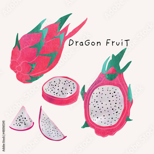 Dragon fruit or pitaya watercolor illustration set. Painterly watercolor texture and ink drawing elements. Hand drawn and hand painted