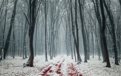 Red leaves in fresh snow in a misty forest early winter	
