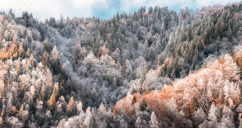 Early winter in the mountains colorful foliage and pines trees frozen and covered in snow at sunset 