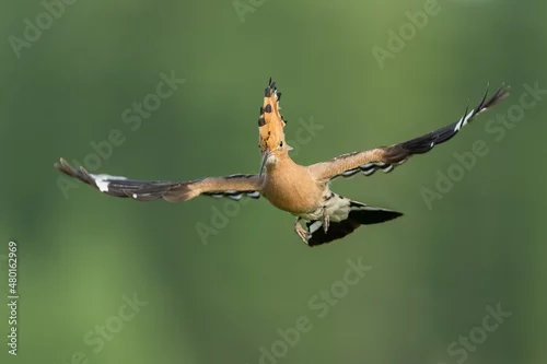 Obraz Dudek (Upupa epopee) hoopoe
