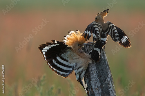 Dudek (Upupa epopee) hoopoe photo