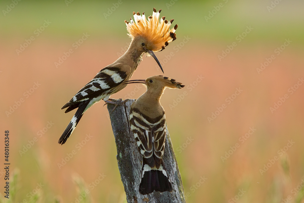 Dudek (Upupa epopee) hoopoe