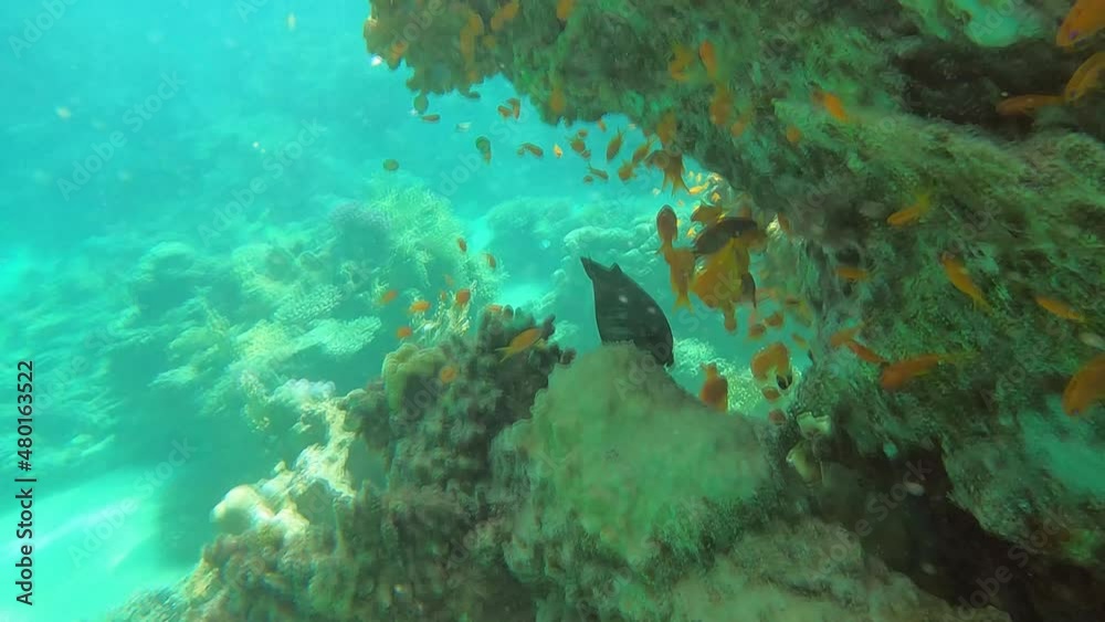 Slow motion video of coral fish, barracuda fish, snorkeling, freedifing, diving in Egypt on the beach. Underwater world of the Red Sea. Fish in the Red Sea Egypt. Coral reef. 50 fps 4 K. Slow motion video of coral fish, barracuda fish, snorkeling, freedifing, diving in Egypt on the beach. Underwater world of the Red Sea. Fish in the Red Sea Egypt. Coral reef. 50 fps 4 K.