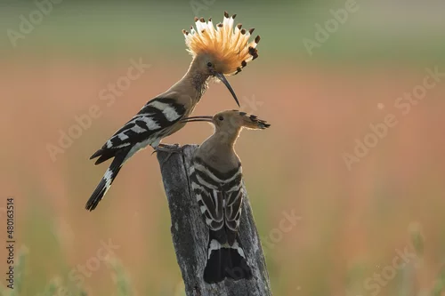 Obraz Dudek (Upupa epopee) hoopoe