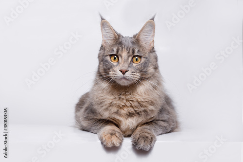 Funny large longhair gray kitten with beautiful big brawn eyes. Lovely fluffy cat Maine Coon breed lying on white table. Free space for text.
