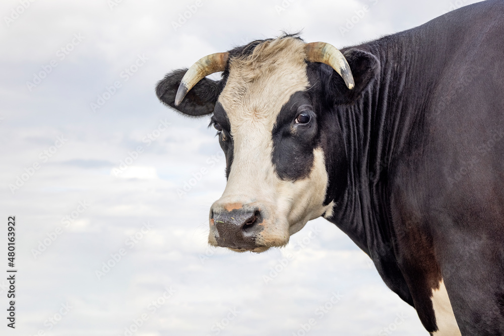 Cow head of a blaarkop, black eye patch and a blue cloudy overcast sky background. Cow head of a blaarkop, black eye patch and a blue cloudy overcast sky background.