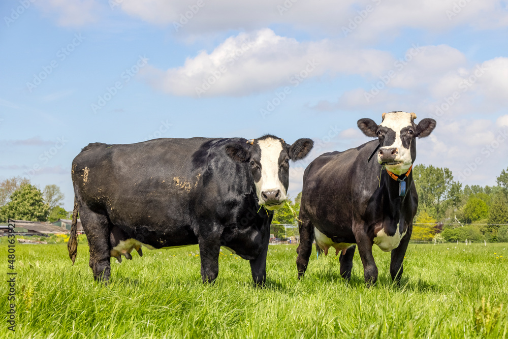 Two cows grazing in a field, black and white, large dutch groninger blaarkop Two cows grazing in a field, black and white, large dutch groninger blaarkop