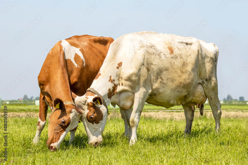 Two cows rubbing heads, lovingly and playful, grazing cuddling or fighting, together in a pasture, red and white Two cows rubbing heads, lovingly and playful, grazing cuddling or fighting, together in a pasture, red and white