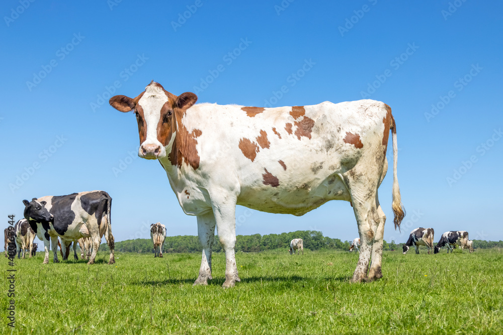 Cute cow standing in a pasture under a blue sky, red and white and a horizon over land