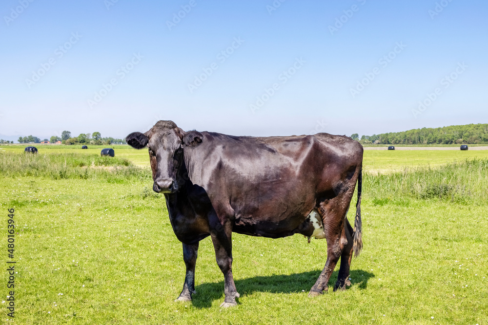 Black cow in a field, shiny and handsome, blue sky, horizon over land
