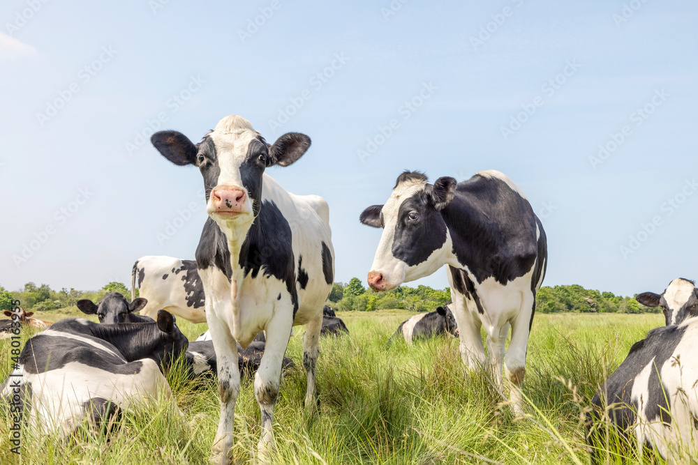 Cows in a field grazing, standing and lying in a pasture, a happy group, a blue sky and horizon over land