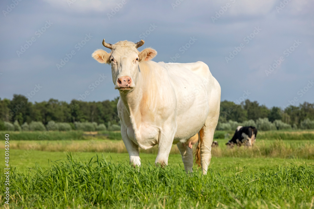 Dairy cow, white blonde, fully in focus looking at the camera, sunset blue sky Dairy cow, white blonde, fully in focus looking at the camera, sunset blue sky