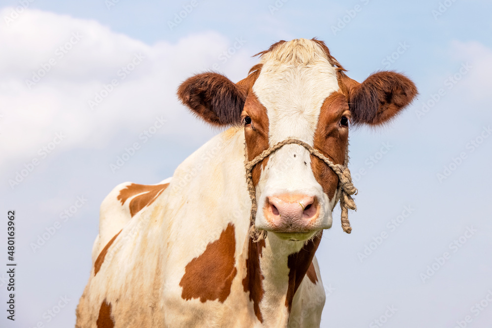Cute cow, with a rope around her snoot, white blaze, a blue background.