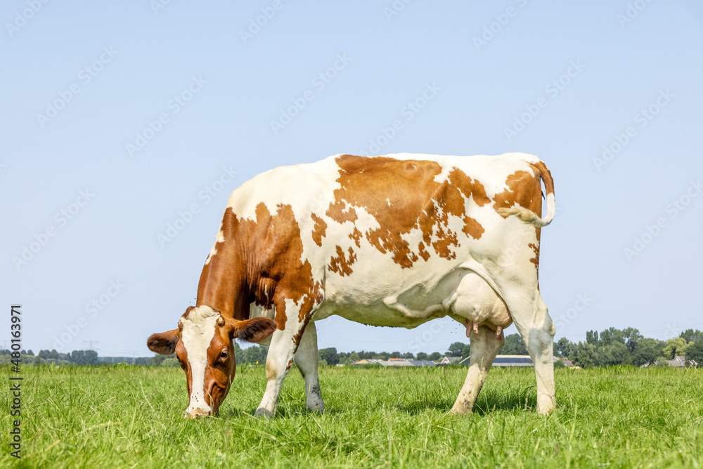 Cow graze in field, horizon over land, happy and relaxed in the green pasture with a bright blue sky Cow graze in field, horizon over land, happy and relaxed in the green pasture with a bright blue sky