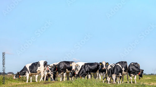Herd cows together gathering in a field  happy and joyful and a high blue sky  a panoramic wide view