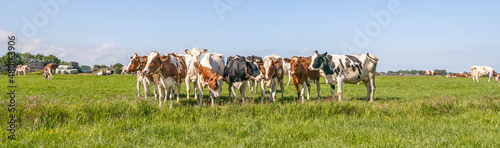 Group cows standing together in a green field, panoramic wide view