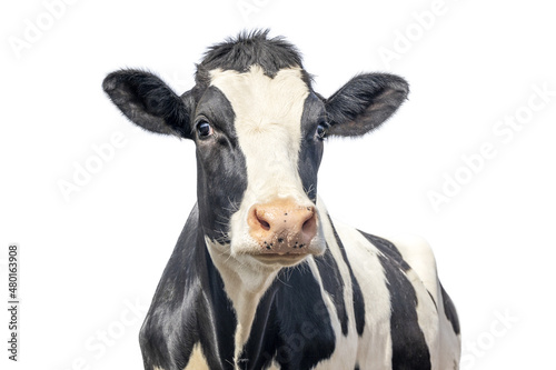 Cute cow isolated on white, black mottled, gentle surprised look, pink nose photo