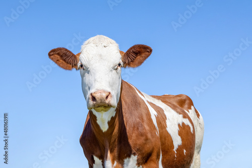 Cow portrait, a cute and calm red bovine, white red mottled, pink nose and friendly expression © Clara