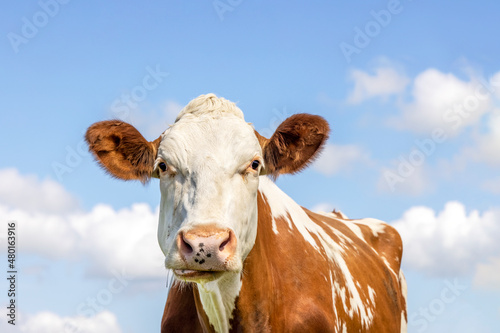 A cow chewing looking silly, white with red spots and ears © Clara