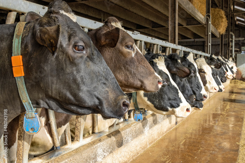 Cow heads in a barn in a row waiting for feeding time, peeking through bars of a gate in a barn