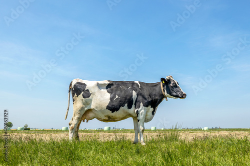 Dairy cow  standing on green grass in a pasture  side view  looking calm en relaxed  horizon over land  blue sky