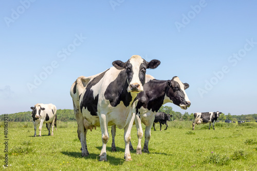 Two cows  one chewing  standing in a pasture  blue sky  cheeky sassy sisters  looking happy together 