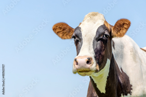 Cow looking friendly, pink nose, medium shot in front of a blue sky.