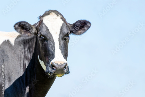 Cow looking friendly, medium shot of a black-and-white, cow left side and copy space, blue sky. © Clara