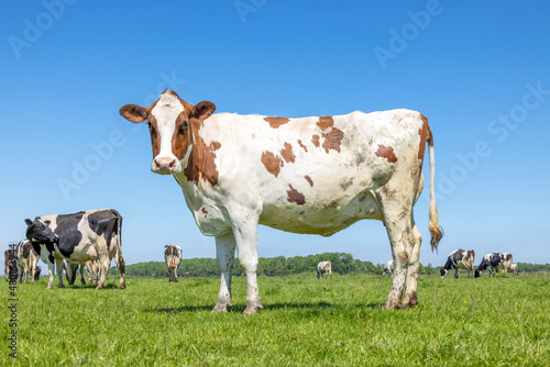 Cute cow standing in a pasture under a blue sky, red and white and a horizon over land © Clara