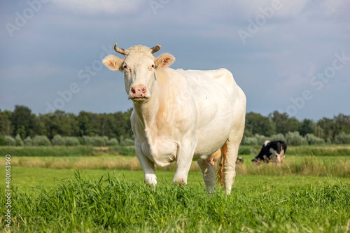 Dairy cow, white blonde, fully in focus looking at the camera, sunset blue sky