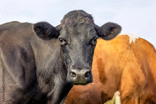 Black cow  shiny and handsome  looking nosey  headshot