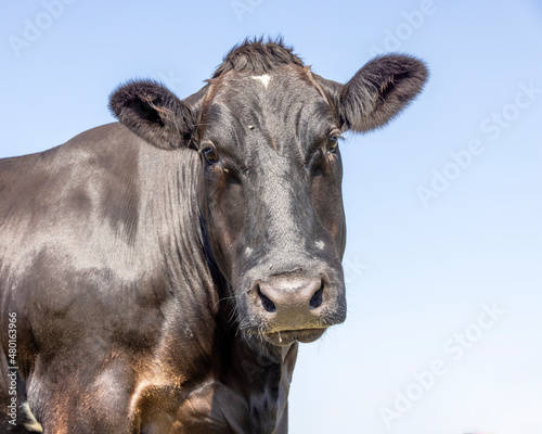 Black cow, portrait head, medium shot, long face looking and a blue background