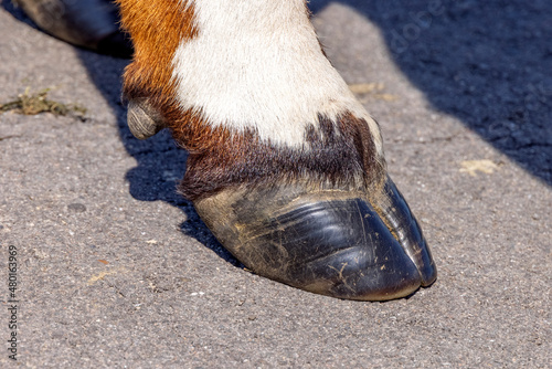 Obraz na płótnie Hoof of a dairy cow standing on a path, red and white fur w salonie